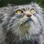 Manul