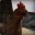 Chris P Chicken