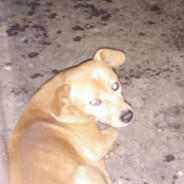 流年渲染了谁的容颜