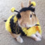 BunnyBee