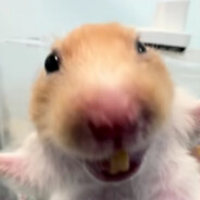 阿塔利亚神龙卫士