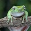 Robust Tree Frog