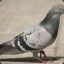 Hiro the Pigeon