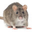Rat
