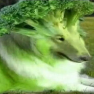 jubba's avatar