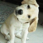 狼爷