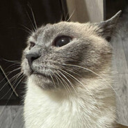 𝕄𝕦𝕤𝕪𝕒ℙ𝔼𝔼𝕂 - steam id 76561198246196182