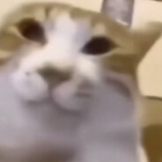 豆糕的屁眼