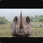 Ree The Rhino