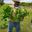 Farmer Joe