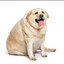 fat dog johnson