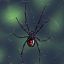 Spidermack