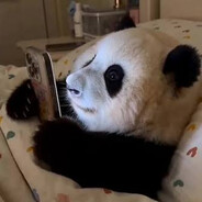 Panda††