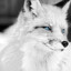 whitefox