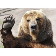 Дима медведь