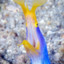 eel