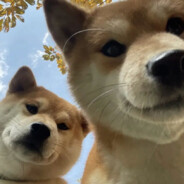 一只不吃大蒜的Charles睡