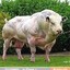 Big Powerful Cow