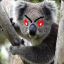 Evil_Koala