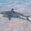 Shark_strikes