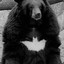 BatBear