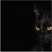 Avatar snapshot