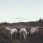 Foxing - The Albatross