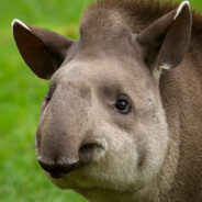 Bob "Badass Bob" Burger