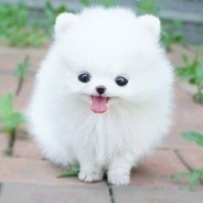 Fluffy