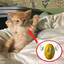 meow