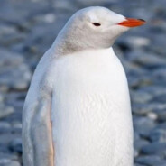 ThatWhitePenguin