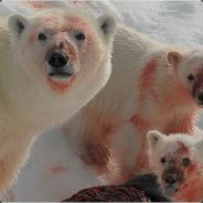 Polar Bear - steam id 76561197970964863