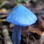 Голубой грибок