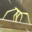 Stick Bug