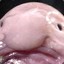 Blobfish V2