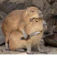 capybara killer