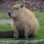 CAPYBARA