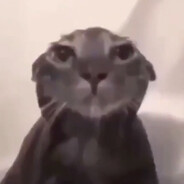 soggy cat