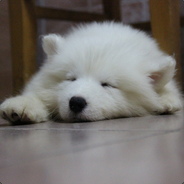 小飞飞飞飞飞飞飞