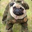 MarinePuggy