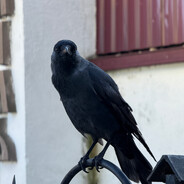 lyn0r - steam id 76561198763016582