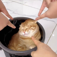 黑哥们语言是不通的