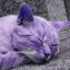 Purple Jewish Katz