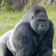 Big Gorilla Thump-A-Thon