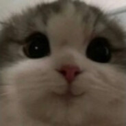 Macaulay Cat