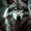 GRAY_WOLF