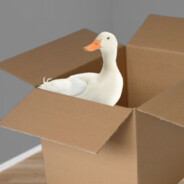 duckbox