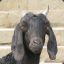 Munch the talking goat