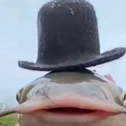 心碎绅士大鲶鱼