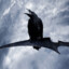 WrathfulRaven